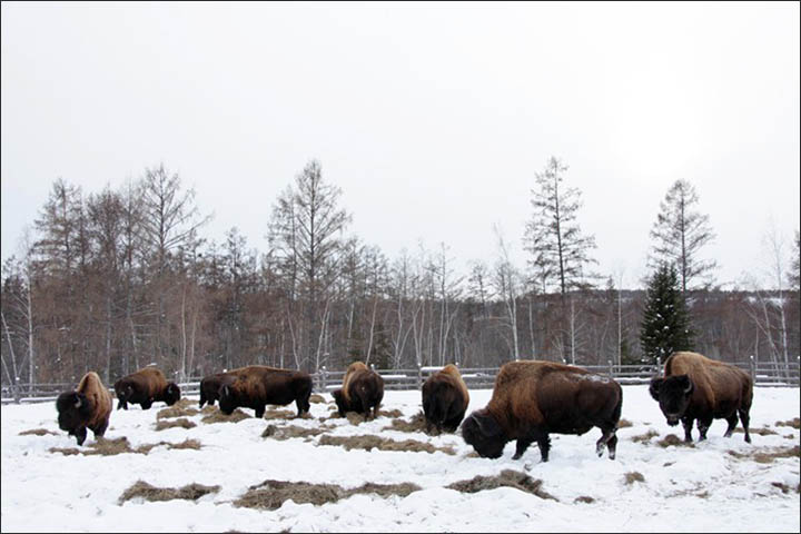 Wood bisons in Yakutia