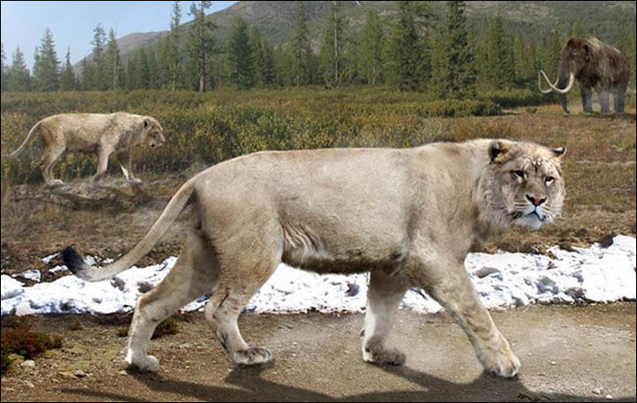 Proof that lions roamed northern Siberia in the age of the mammoths and woolly rhinoceros. 