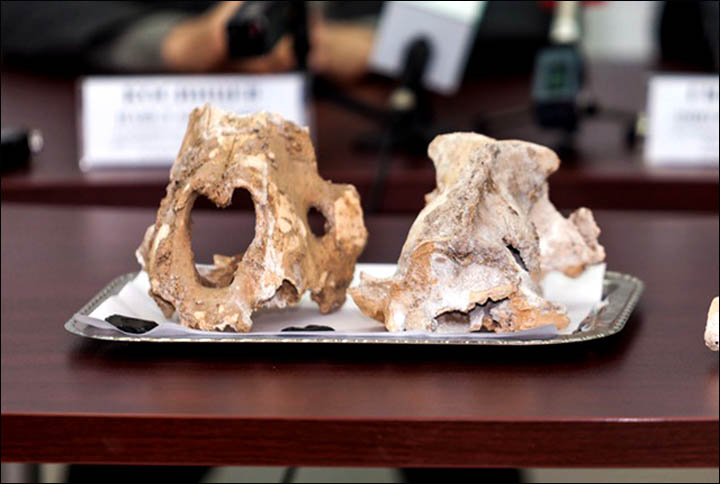 World's greatest ever haul of supersize cave lion bones found in Urals