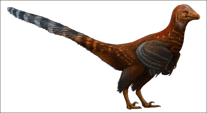 Troodontid