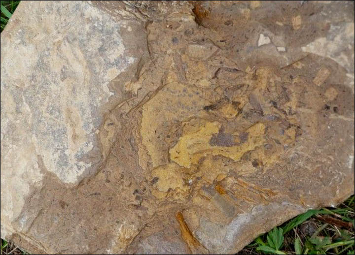 Dinos traces in Kulinda