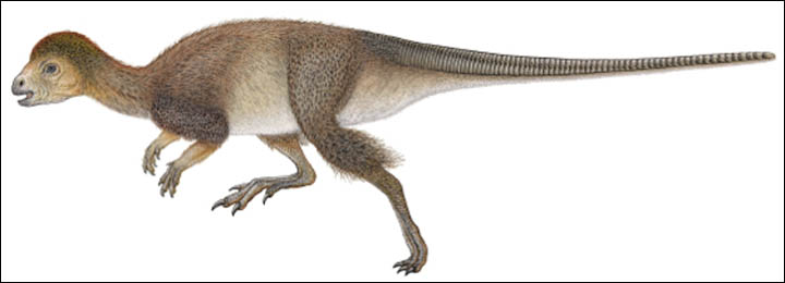 Fluffy dinosaurs from Kulinda