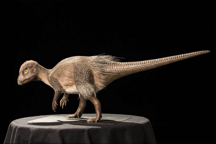 Kulindadromeus body