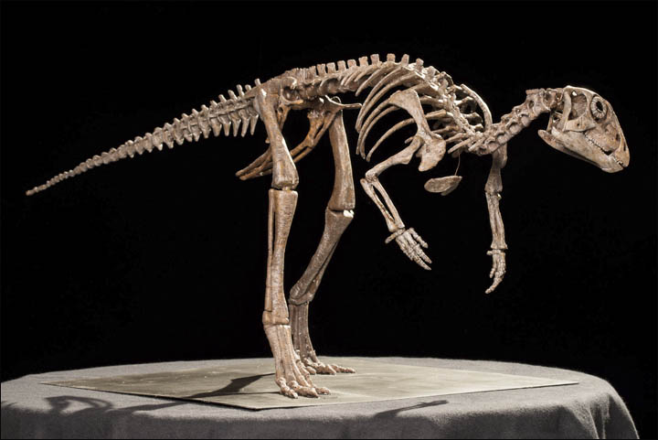 Kulindadromeus skeleton 