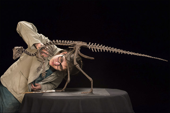 Kulindadromeus skeleton 