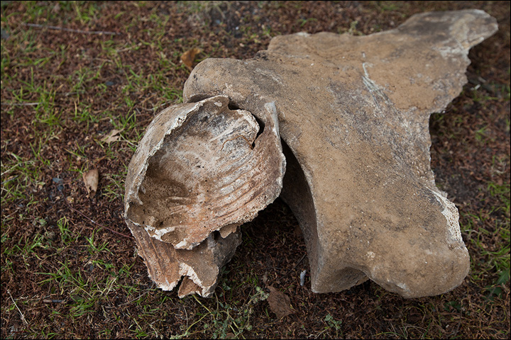 Mammoth bones