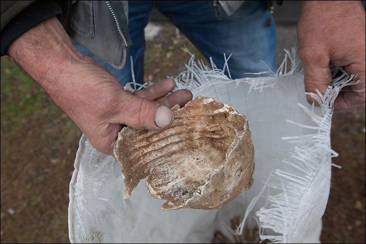 Mammoth bones