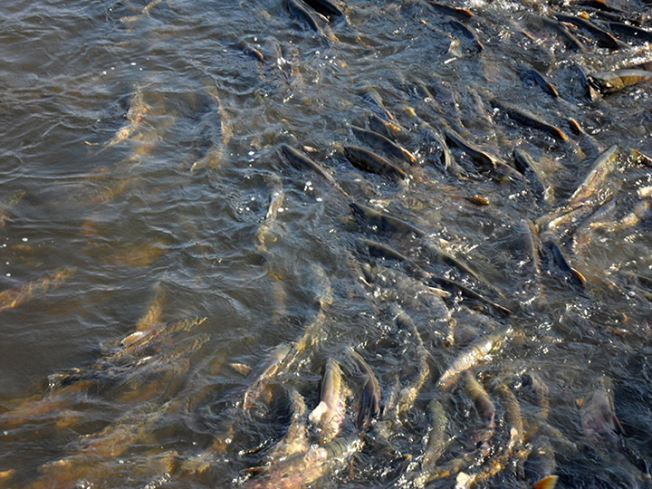 Salmon spawning