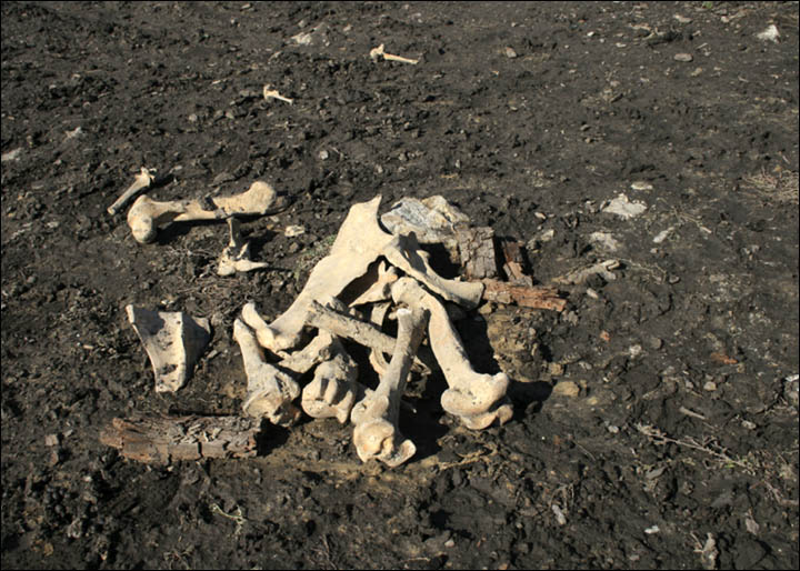 Bones
