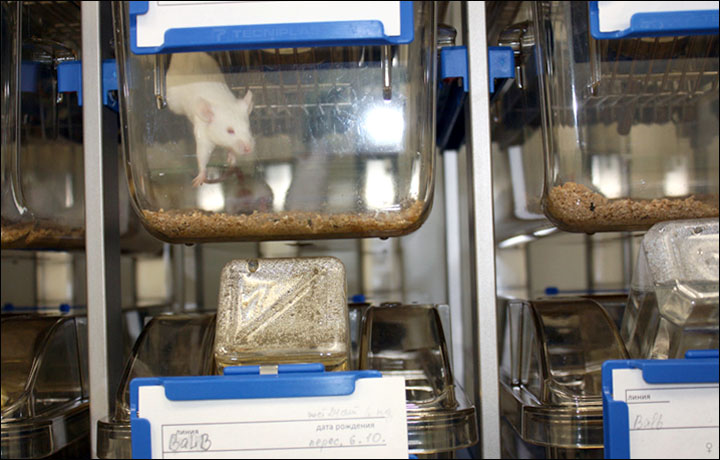 New method of fighting cancer developed by Siberian scientists