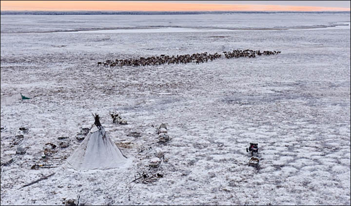 Reindeer herd