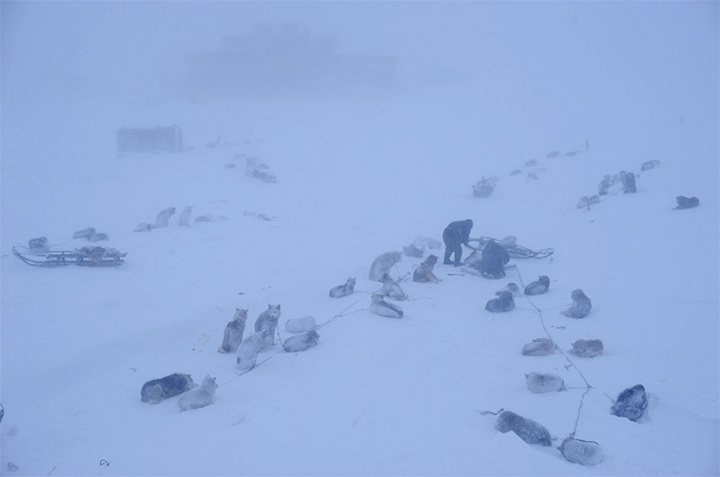 Dog sledge in blizzard