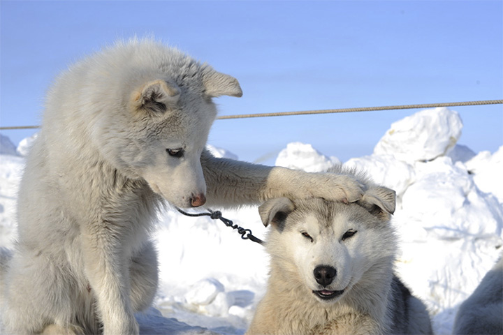 Chukchi dogs