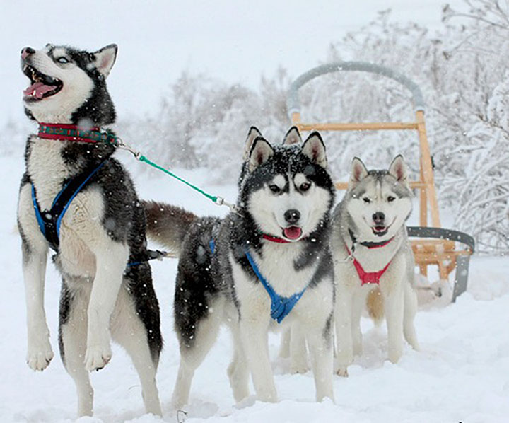 Siberian huskies