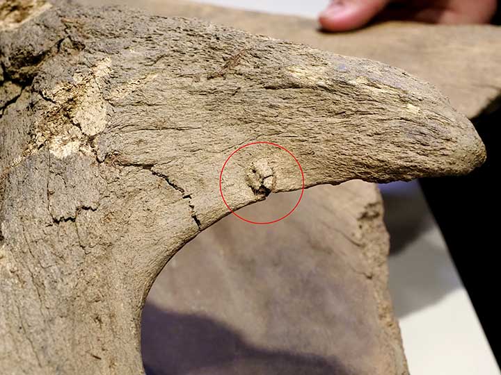 Mammoth's blade with the spear tip stuck inside