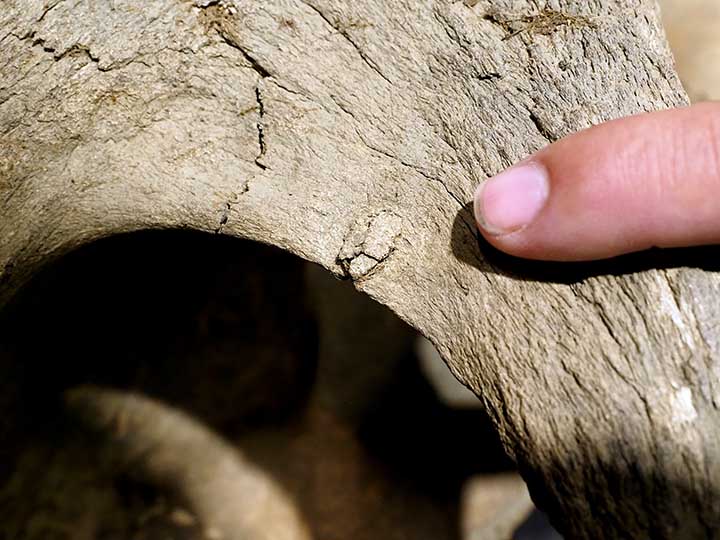 Mammoth's blade with the spear tip stuck inside