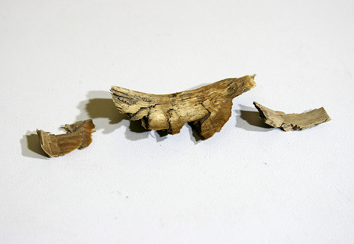 Ivory chips left by ancient hunters