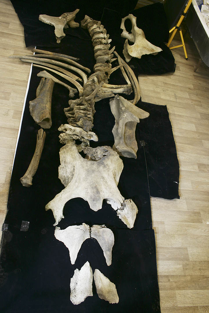 Mammoth's skeleton