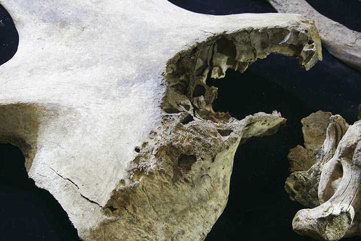 Mammoth's skull with the chopped hole