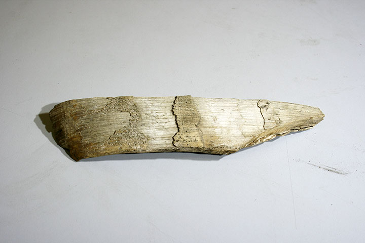 Ivory tool