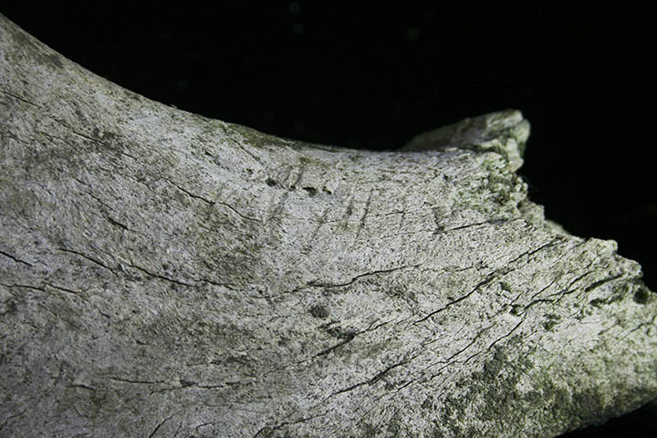 Butchering traces