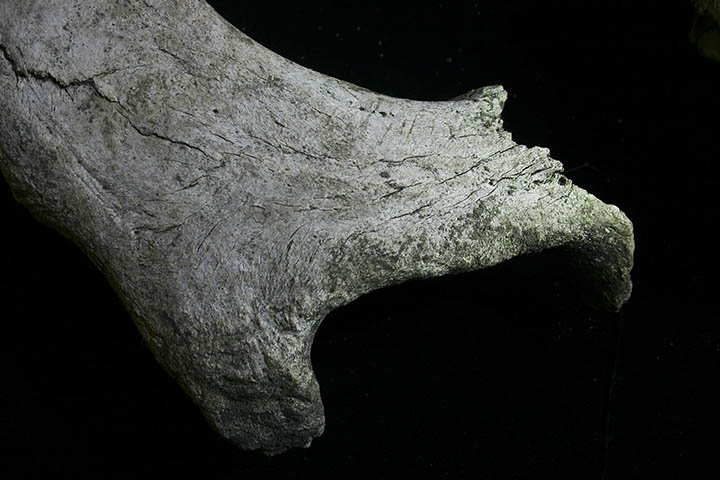 Butchering traces