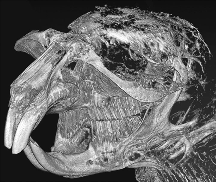 Computer model of the skull