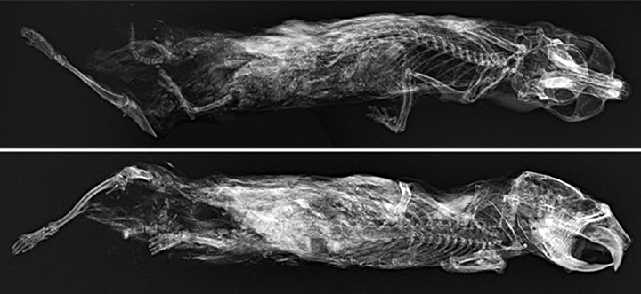 Radiography