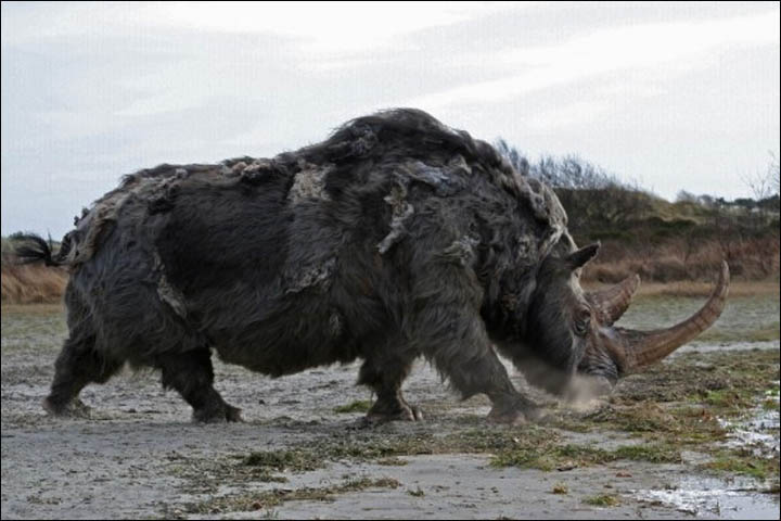Reconstruction of woolly rhino