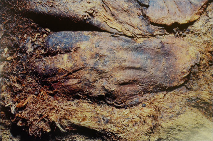 Mummified hand of a child