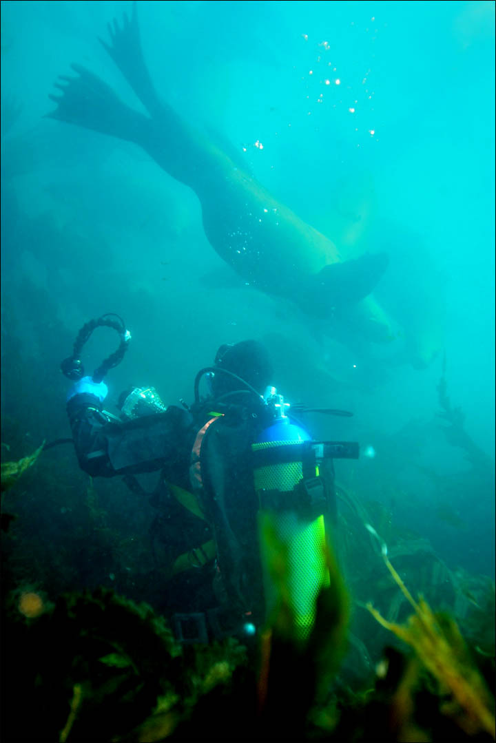 Sea lions in Magadan reserve