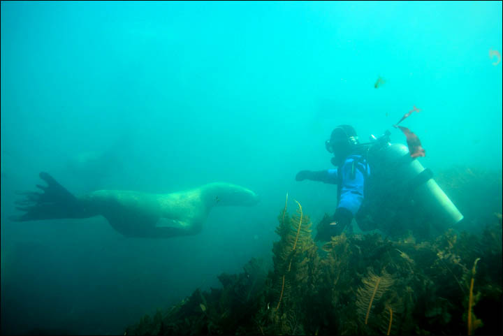 Sea lions in Magadan reserve