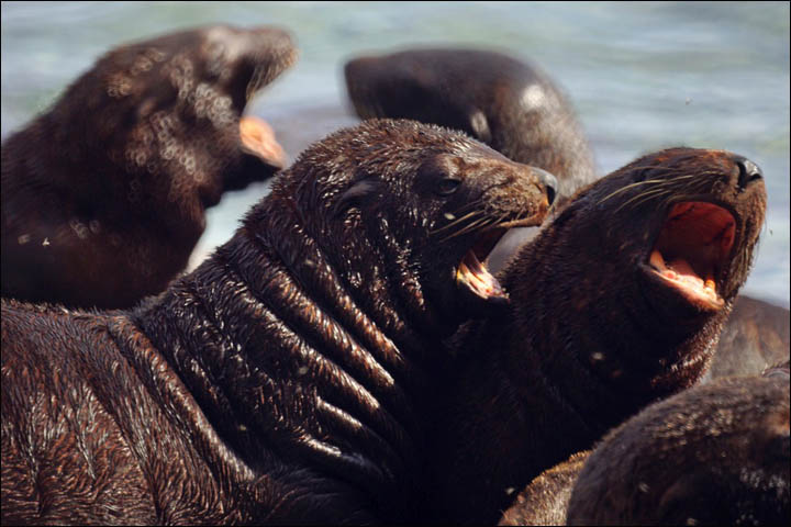 Sea lions in Magadan reserve