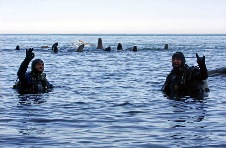 Sea lions in Magadan reserve