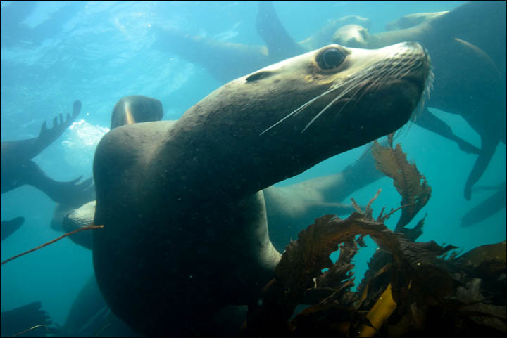 Sea lions in Magadan reserve
