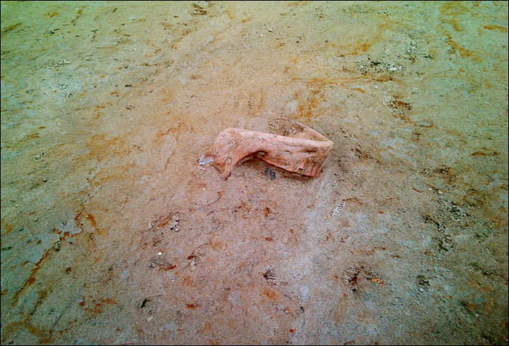 Ancient jaw general view