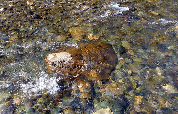 smiling monster Siberia