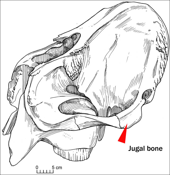 Scull scheme