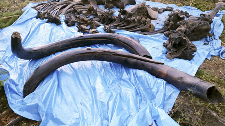 Steppe mammoth in Yakutia