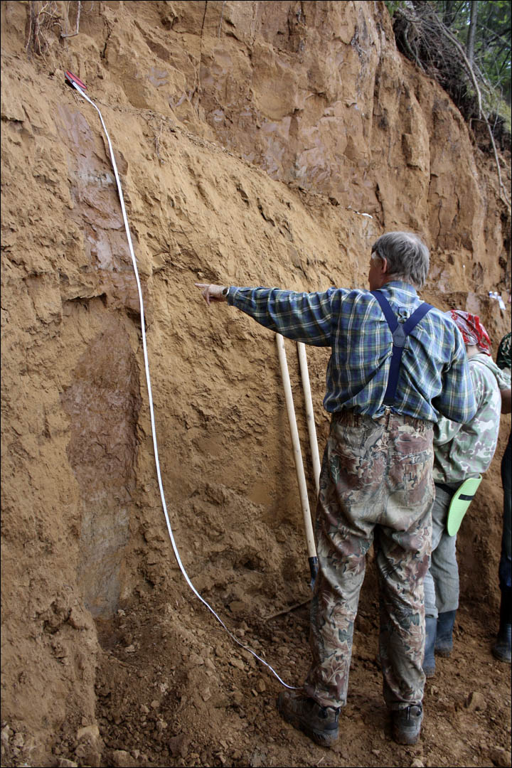 Steppe mammoth
