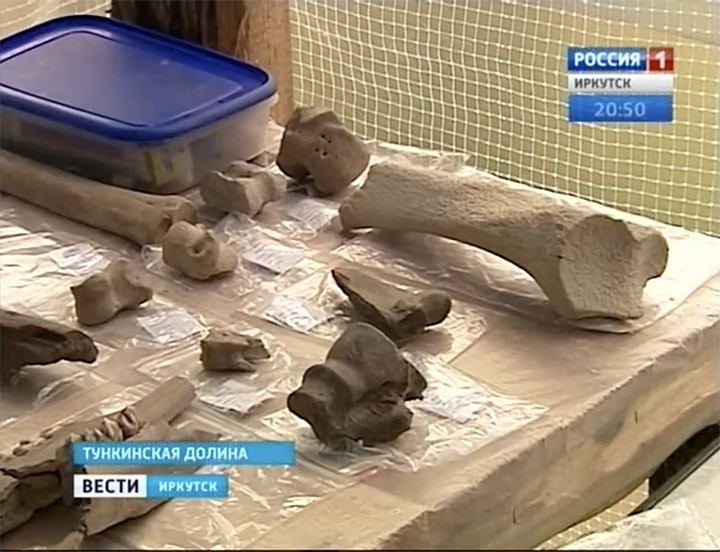 Animal bones