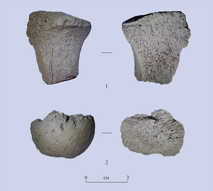 Investigated bones