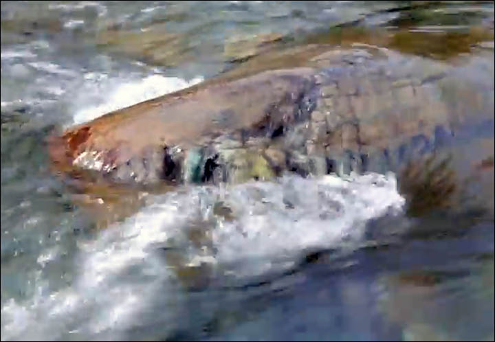 Scientists split after expedition to see the '100 million year old reptile' in Yamal