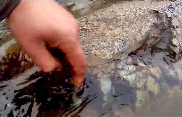 Scientists split after expedition to see the '100 million year old reptile' in Yamal