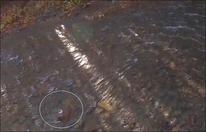 Scientists split after expedition to see the '100 million year old reptile' in Yamal