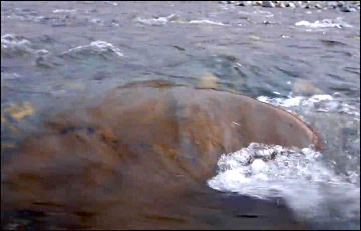 Scientists split after expedition to see the '100 million year old reptile' in Yamal