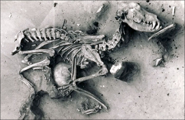 A study of the remains of dogs in an ancient cemetery near Lake Baikal has shown how the animals were 'treated just like people when they died'