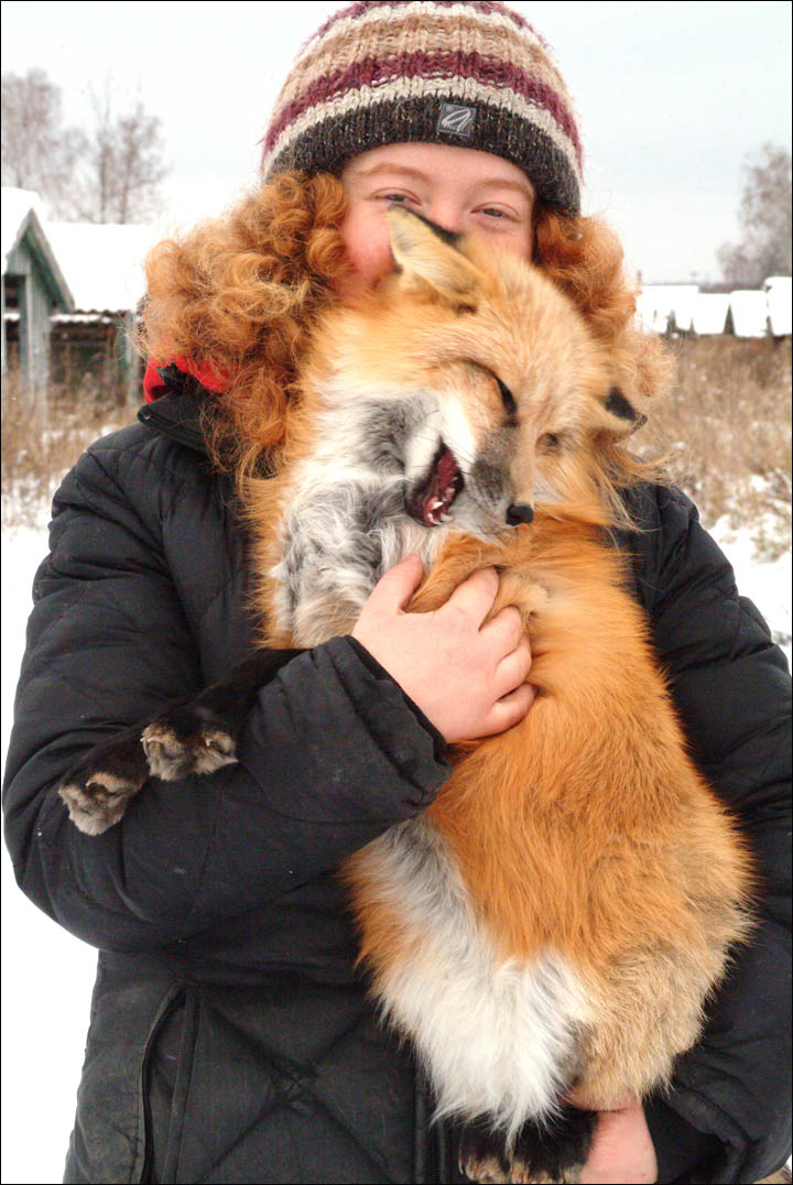 tamed foxes, Siberia