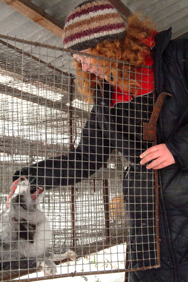 tamed foxes, Siberia