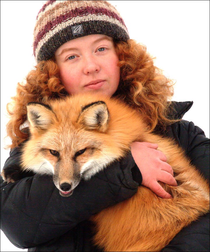 tamed foxes, Siberia
